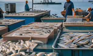 魷魚(yú)爪重量分選機(jī) 黑魚(yú)自動(dòng)稱重分級(jí)機(jī) 活魚(yú)分選機(jī)
